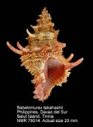 Babelomurex takahashii (6)
